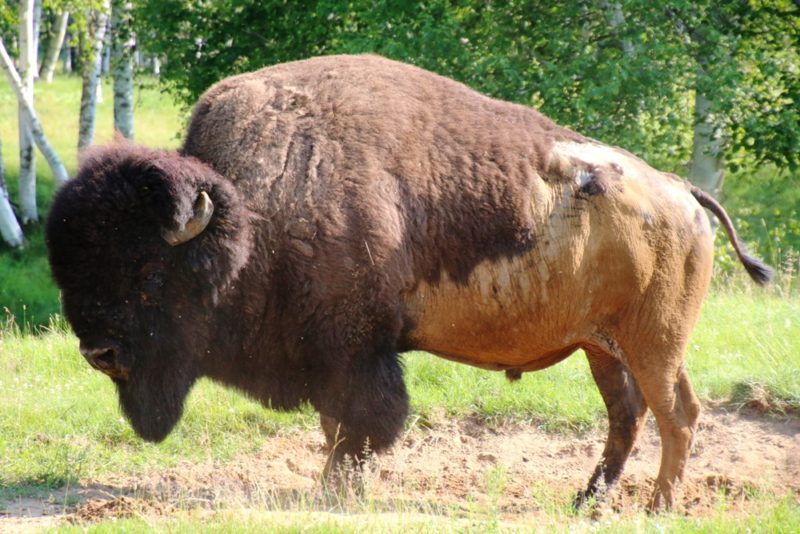 Ein Bison Männchen im Freigehege