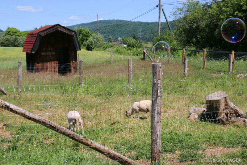 Ziegen im Minibauernhof Camping du Gouffre
