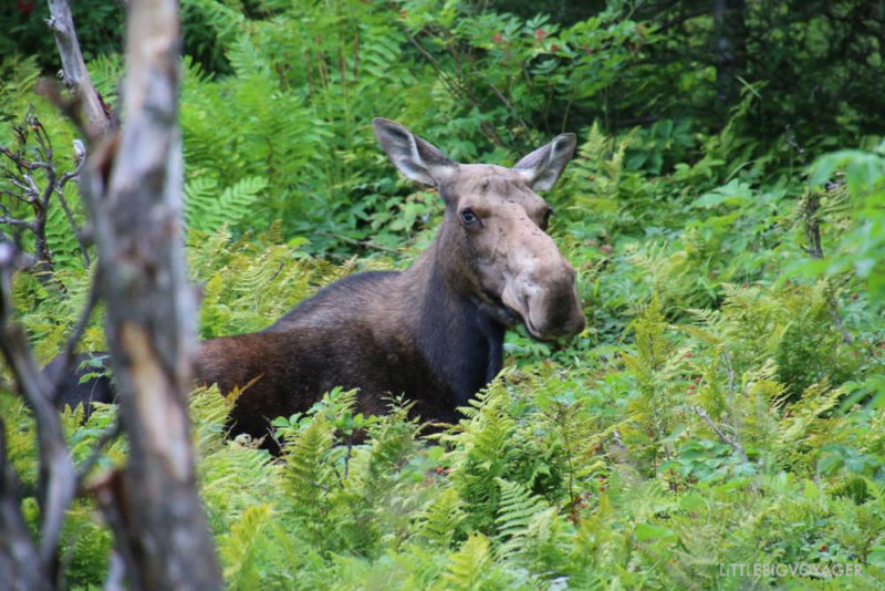Moose oder Caribou auf Gaspésie