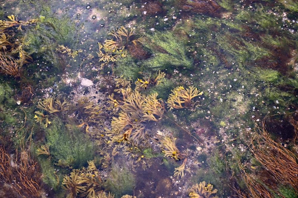 Pflanzen unter Wasser île Nue