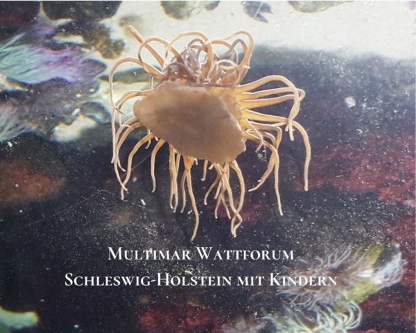 Unterwasserwelt Wattforum Tönning