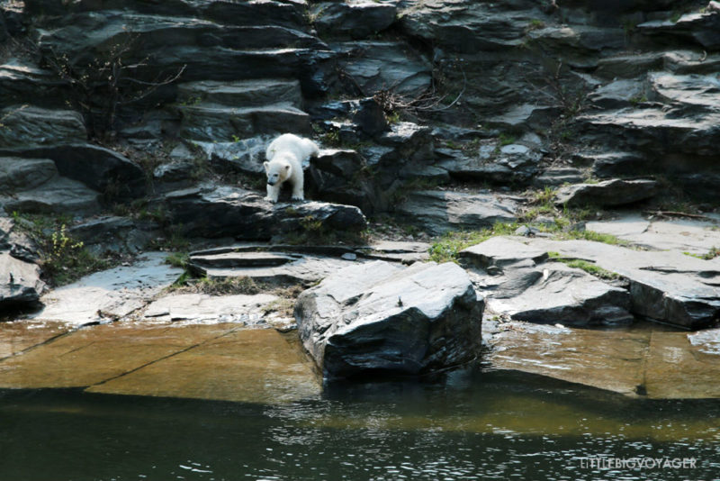 Eisbärbaby Hertha auf dem Weg ins Wasser